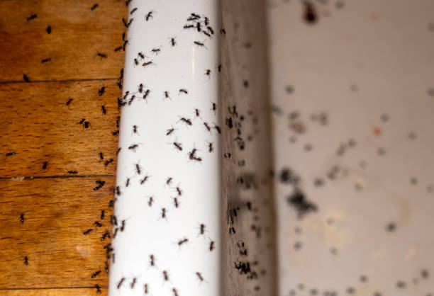 Pest Control for Restaurants in Dayton, OR